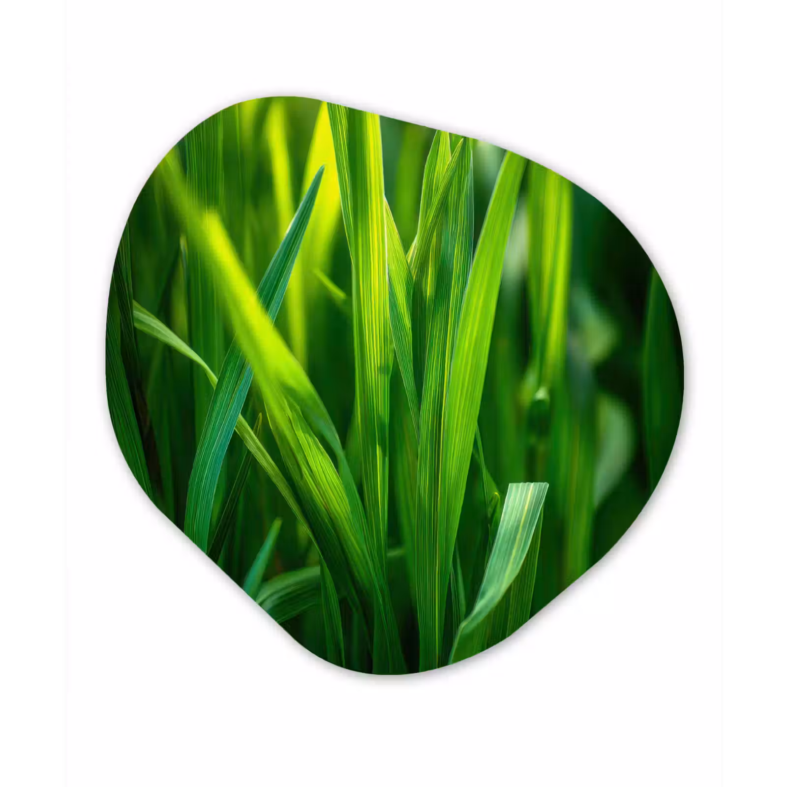 Organisch schilderij - Glas - Grassprieten - Lichtinval - Groen — 1