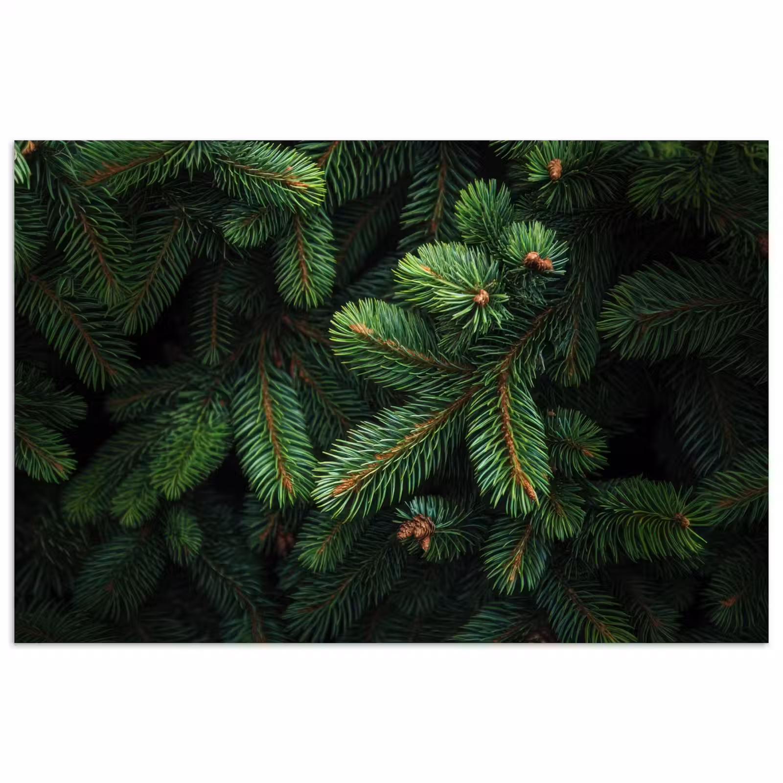 Poster – Sparrentakken - Knoppen - Naalden - Groen — 1