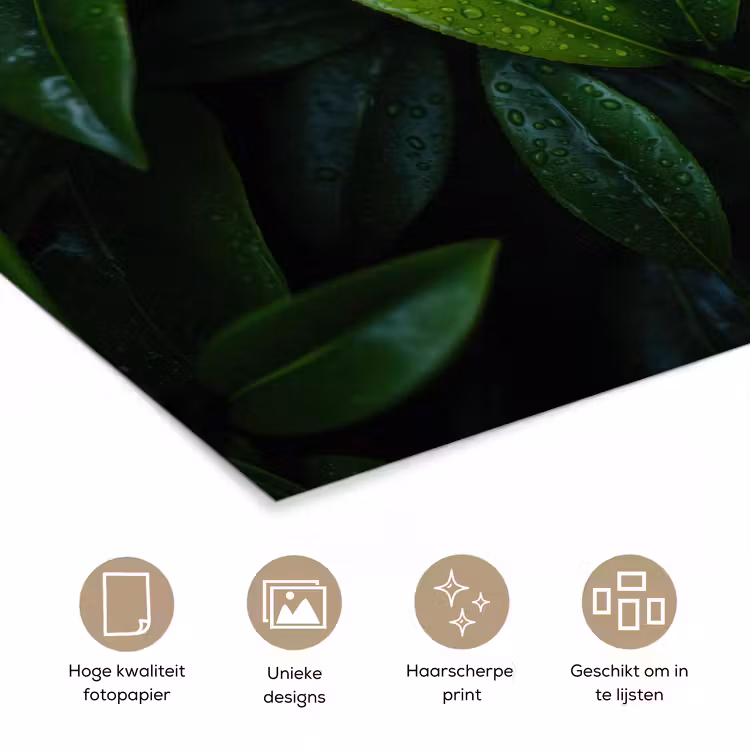 Poster – Bladeren - Regendruppels - Licht - Groen — 5