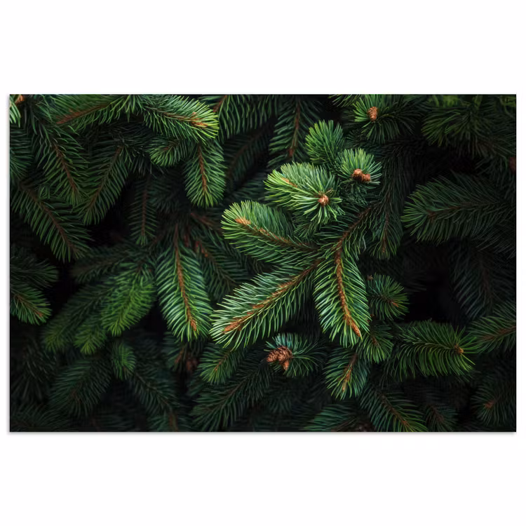 Poster – Sparrentakken - Knoppen - Naalden - Groen — 1