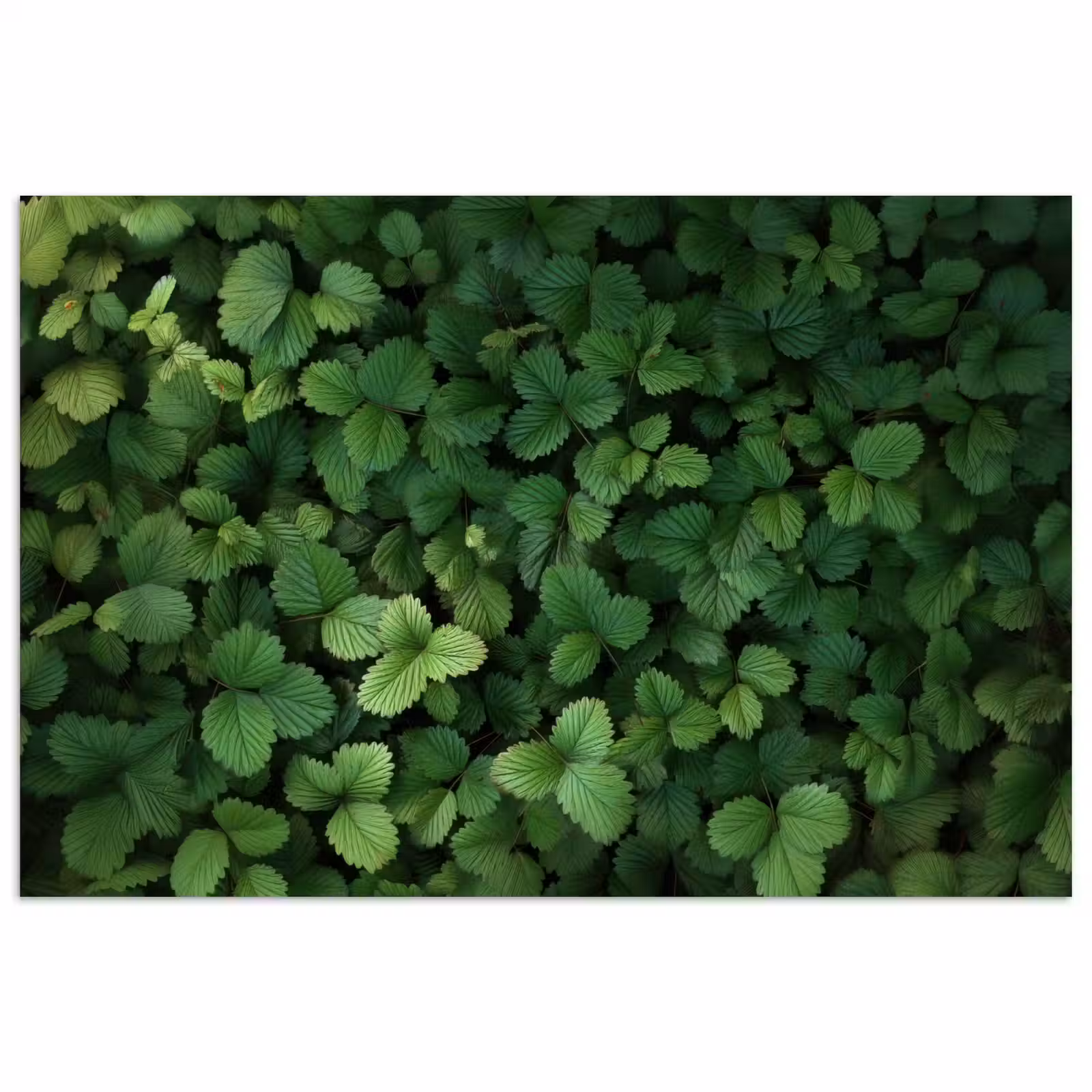 Poster – Groen - Bladeren - Kartel - Zonlicht — 1