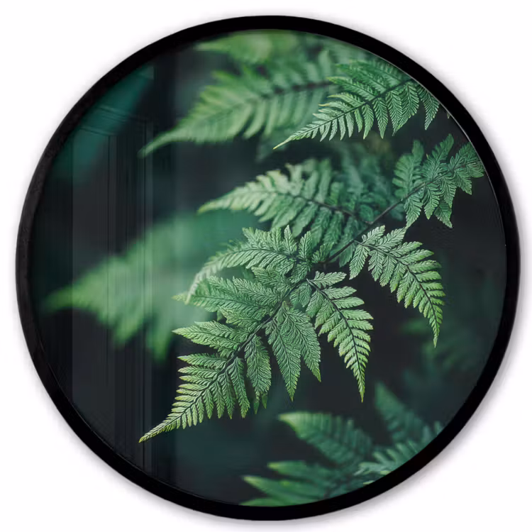 Ronde fotolijst - Varenblad - Groen - Structuur - Wazig — 1