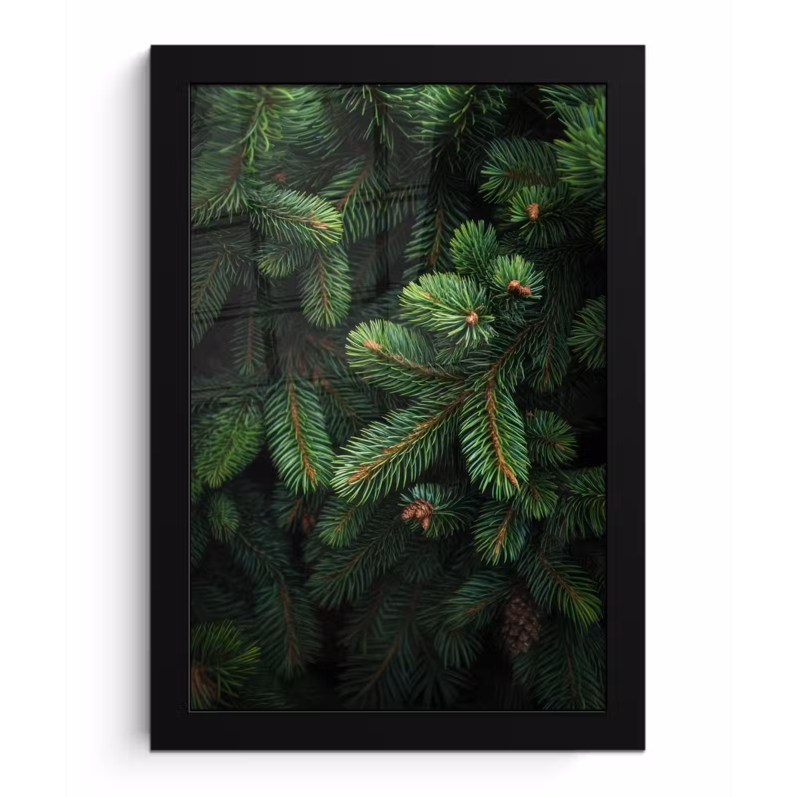 Poster met lijst - Sparrentakken - Knoppen - Naalden - Groen — 1