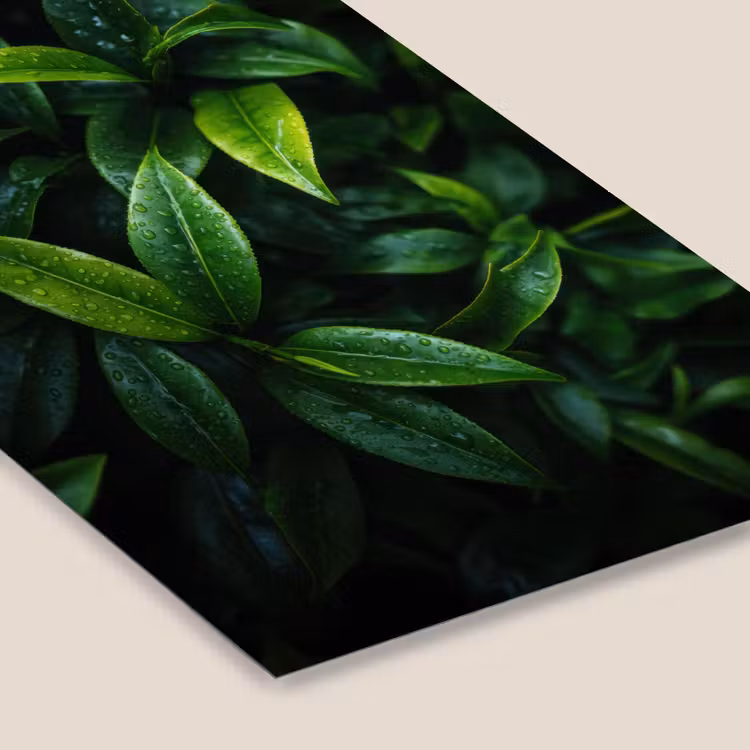 Poster met lijst - Bladeren - Regendruppels - Licht - Groen — 7