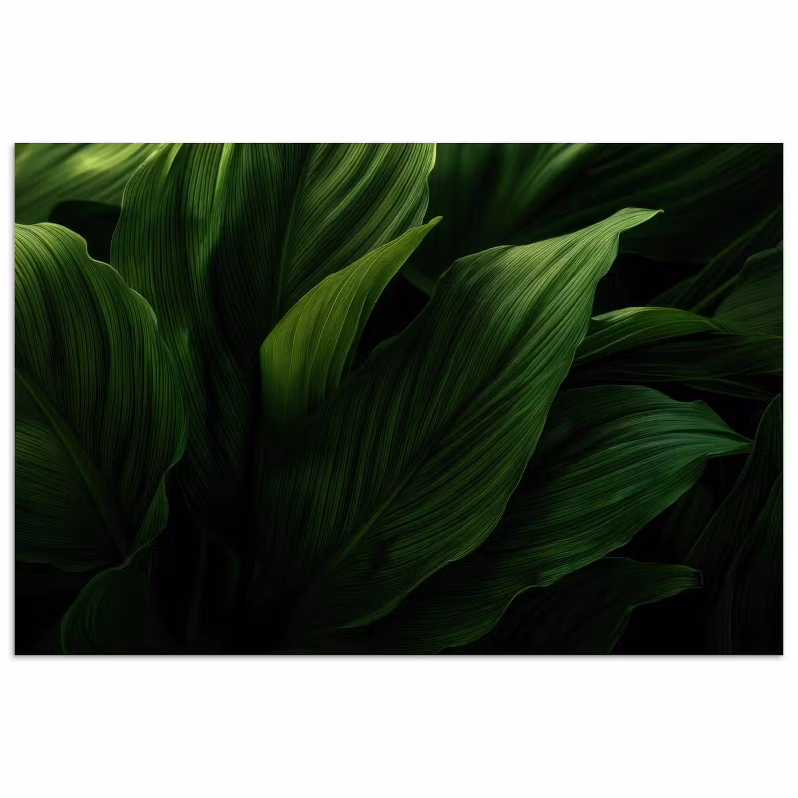 Poster – Bladeren - Schaduw - Groen - Textuur — 1
