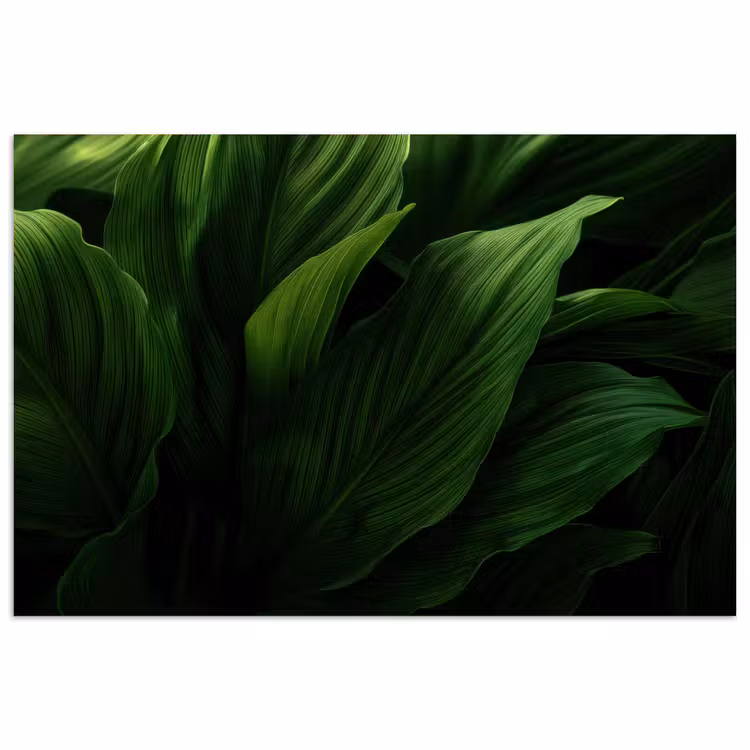 Poster – Bladeren - Schaduw - Groen - Textuur — 1