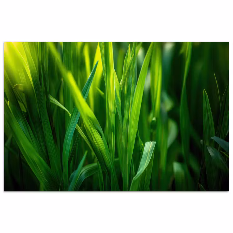 Poster – Grassprieten - Lichtinval - Groen — 1