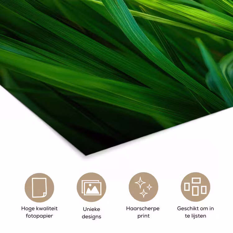Poster – Grassprieten - Lichtinval - Groen — 5