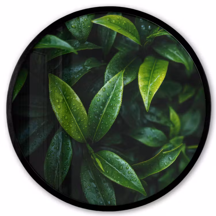 Ronde fotolijst - Bladeren - Regendruppels - Licht - Groen — 1
