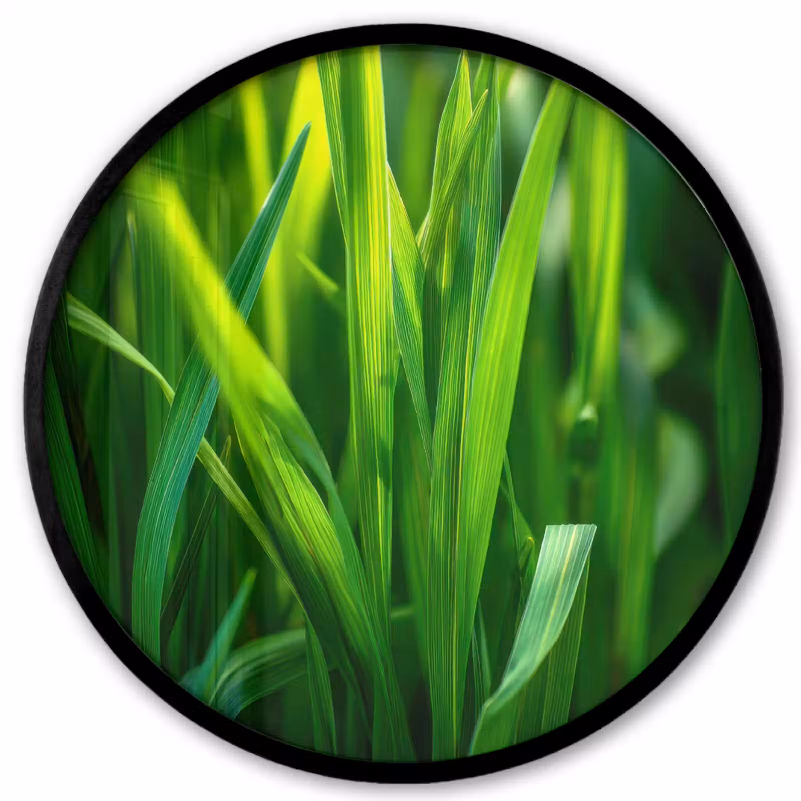 Ronde fotolijst - Grassprieten - Lichtinval - Groen — 1