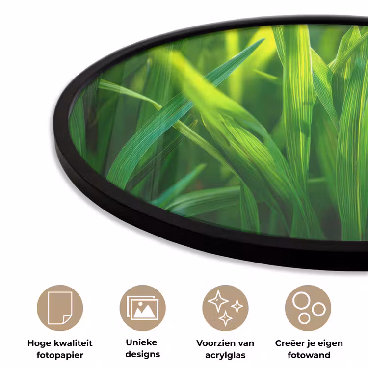 Ronde fotolijst - Grassprieten - Lichtinval - Groen — 2