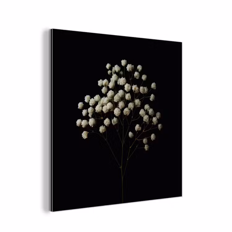 Aluminium schilderij - Gipskruid Zwarte Achtergrond