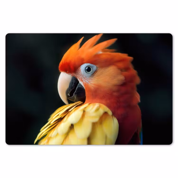 Placemat - 6 stuks - Close-up - Papegaai - Veren - Oranje — 7