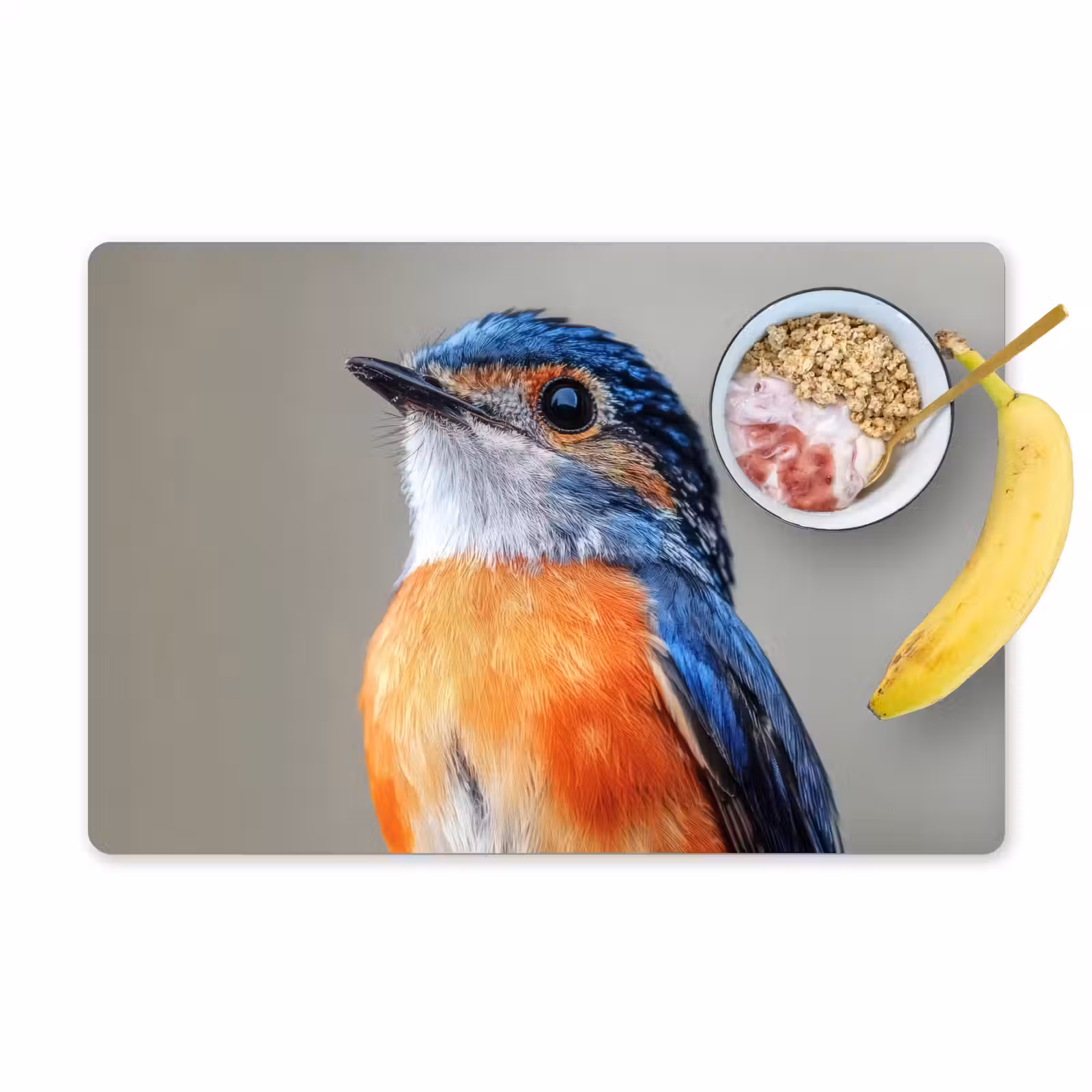 Placemat - 6 stuks - Kleurrijk - Vogeltje - Veren - Blauw — 1