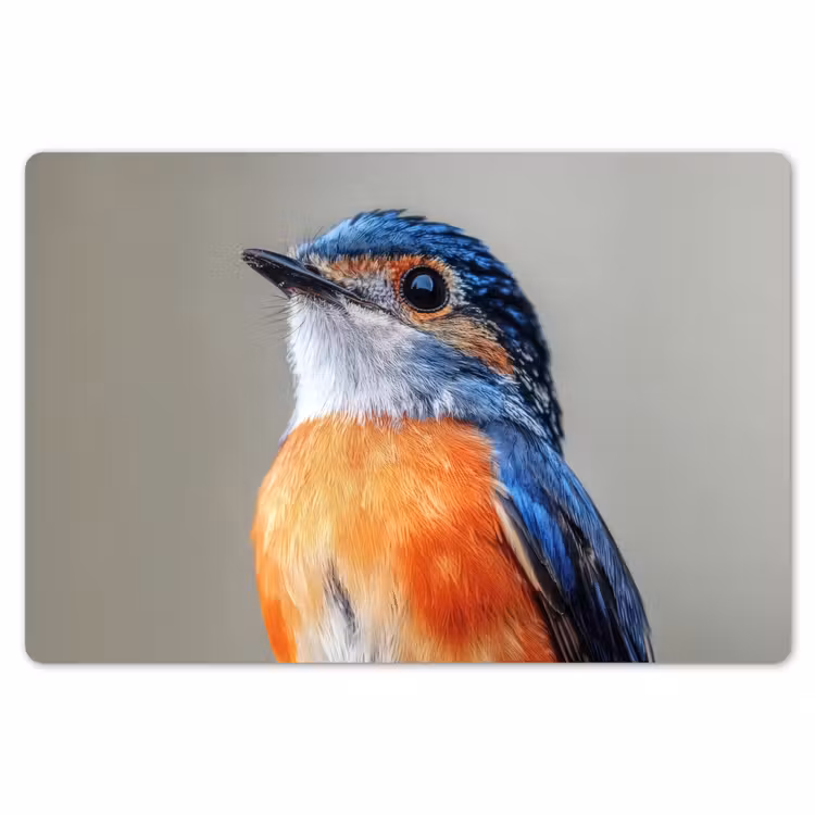 Placemat - 6 stuks - Kleurrijk - Vogeltje - Veren - Blauw — 7