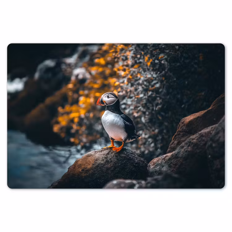 Placemat - 6 stuks - Papegaai - Vogel - Rots - Wit — 7