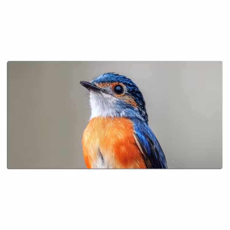 Bureau onderlegger - Kleurrijk - Vogeltje - Veren - Blauw — 1