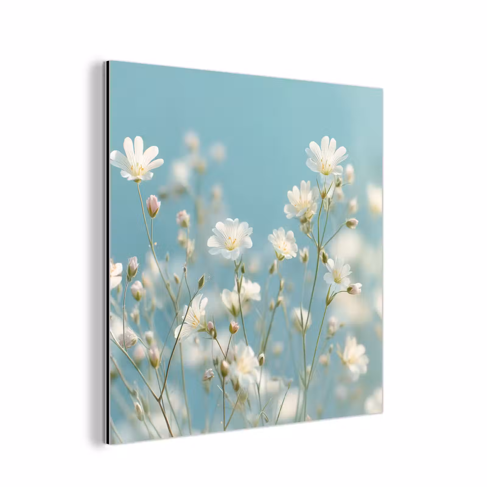 Aluminium schilderij - Stängel – Blumen – Luft – Weiß — 1