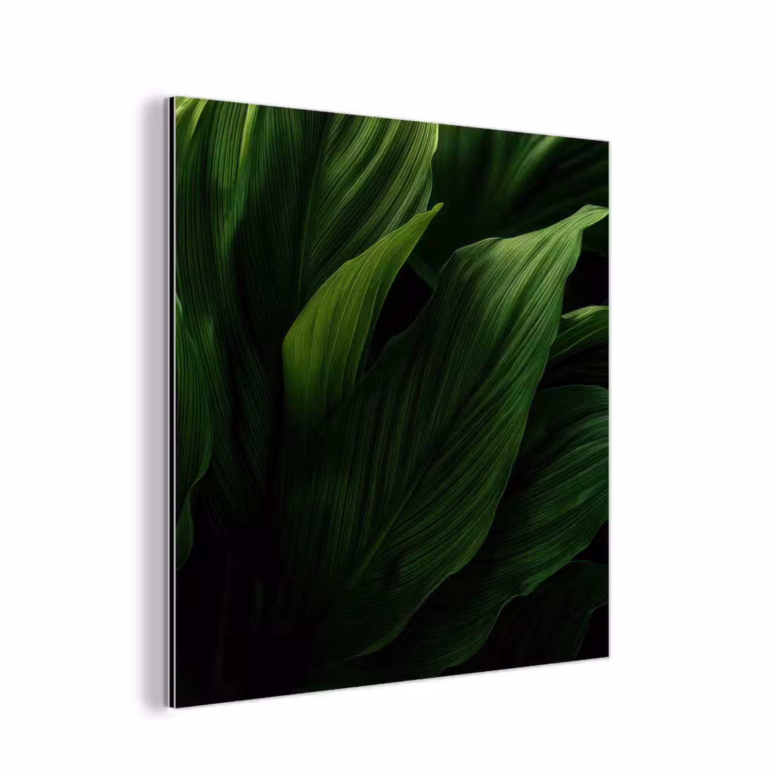 Aluminium schilderij - Bladeren - Schaduw - Groen - Textuur — 1