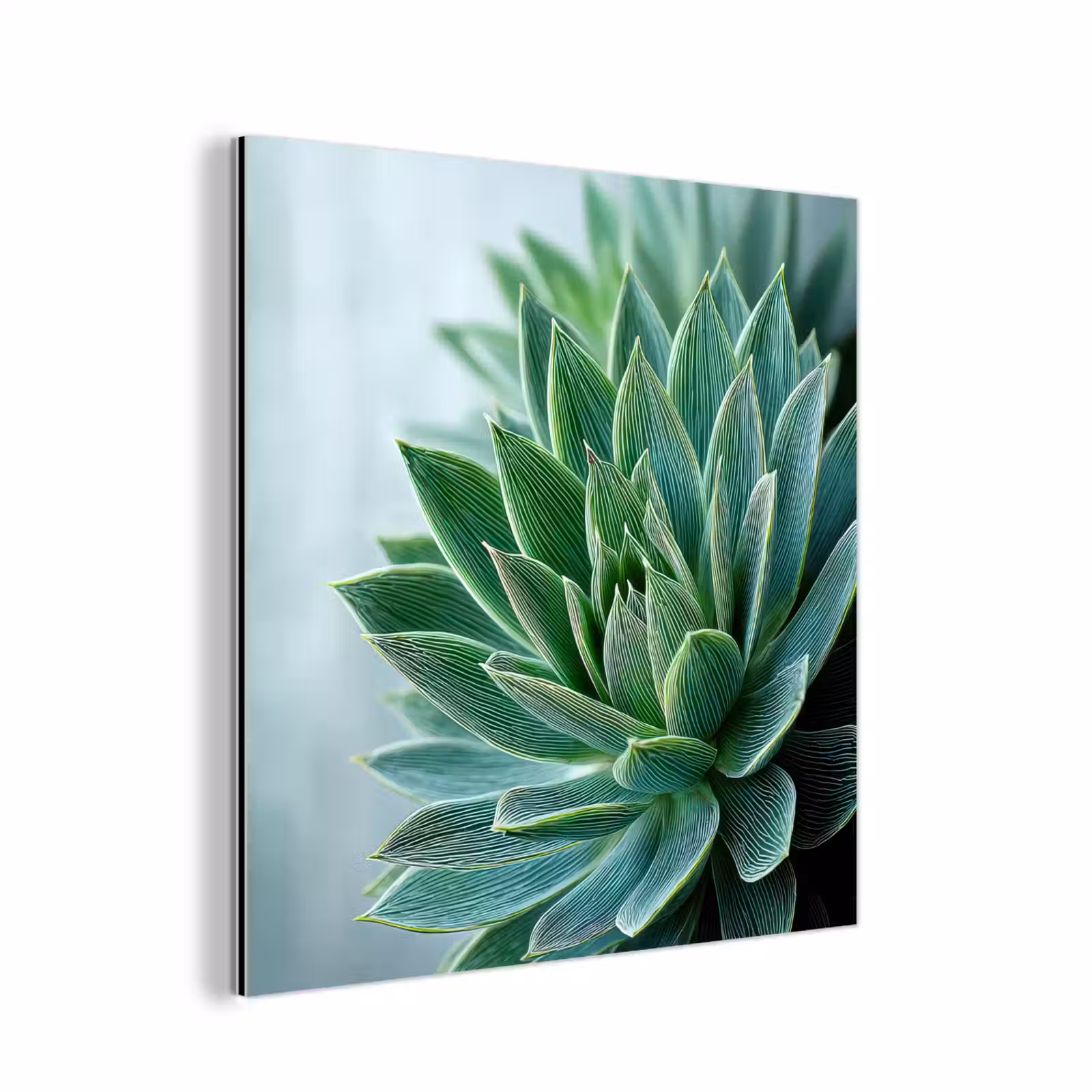 Aluminium schilderij - Vetplant - Bladeren - Groen - Wazig — 1