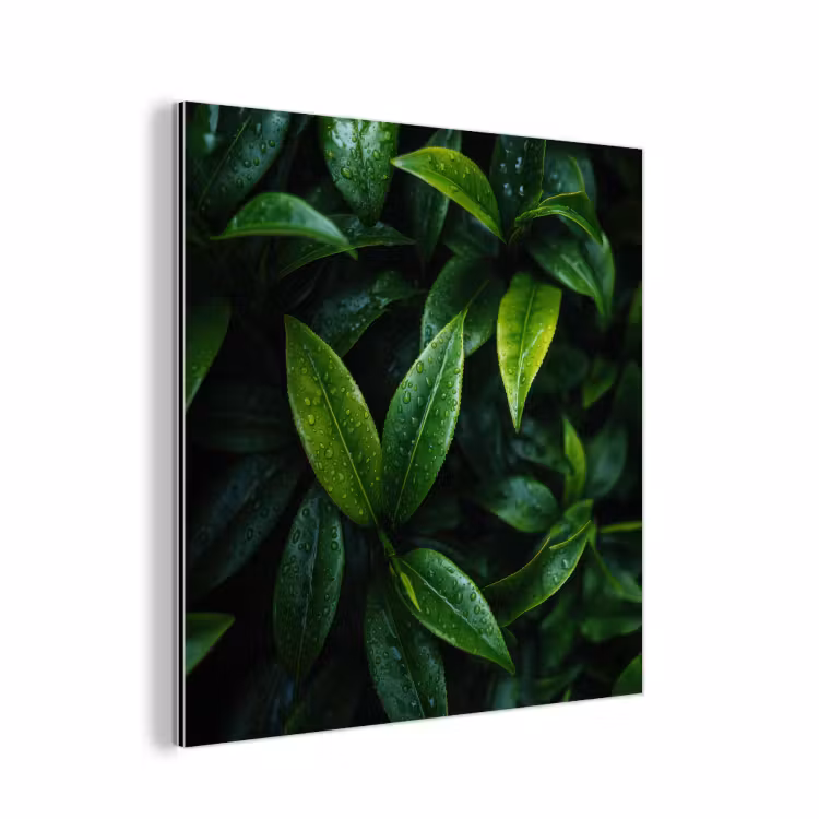 Aluminium schilderij - Bladeren - Regendruppels - Licht - Groen — 1
