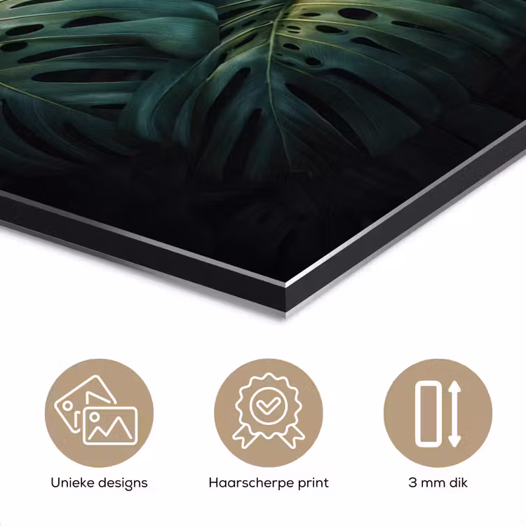 Aluminium schilderij - Plant - Monstera - Lichtinval — 7