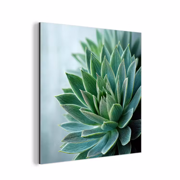 Aluminium schilderij - Vetplant - Bladeren - Groen - Wazig — 1