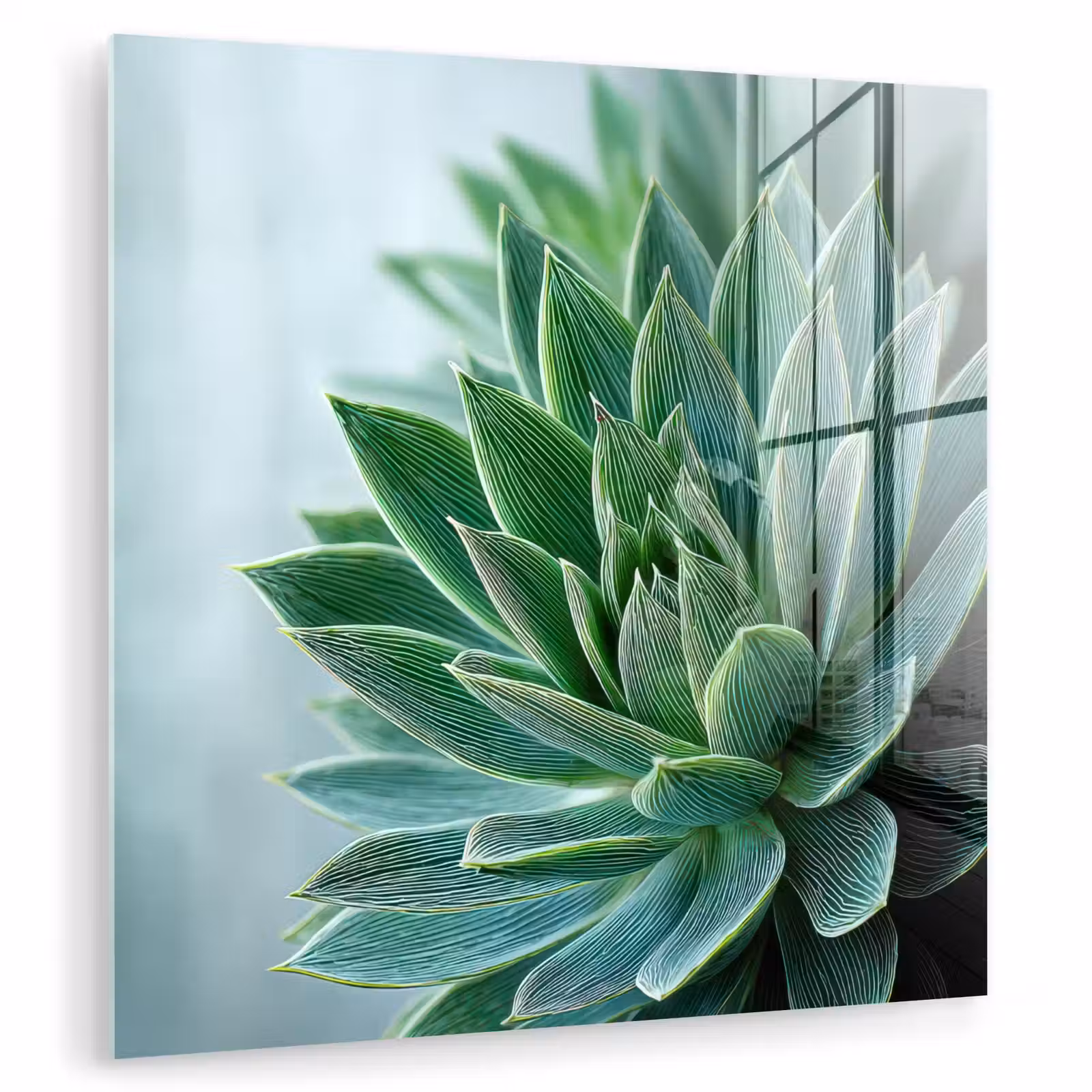 Glas schilderij - Vetplant - Bladeren - Groen - Wazig — 1