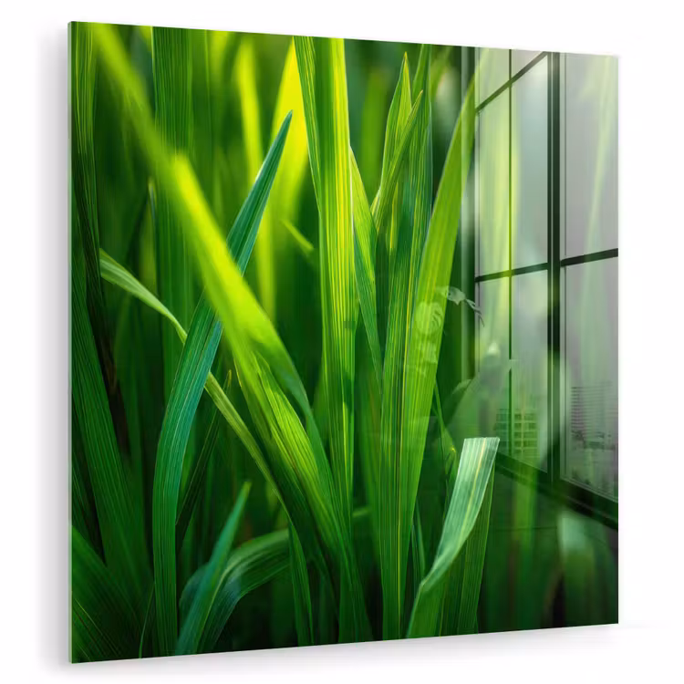 Glas schilderij - Grassprieten - Lichtinval - Groen — 1