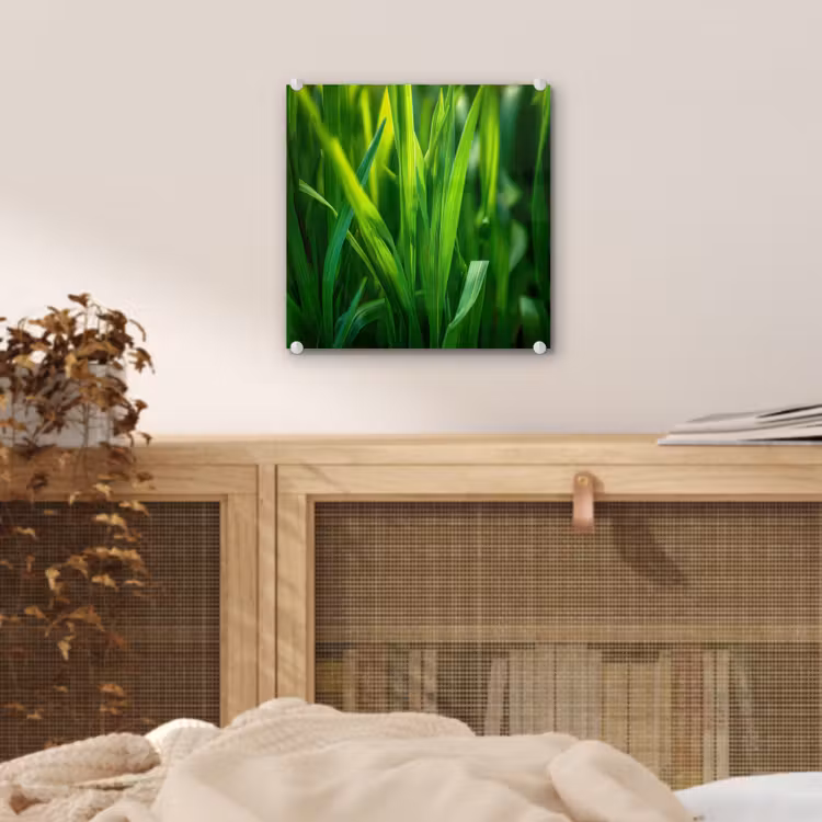 Glas schilderij - Grassprieten - Lichtinval - Groen — 5