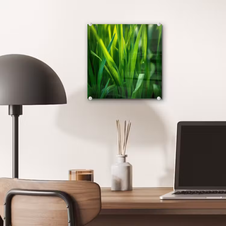 Glas schilderij - Grassprieten - Lichtinval - Groen — 7