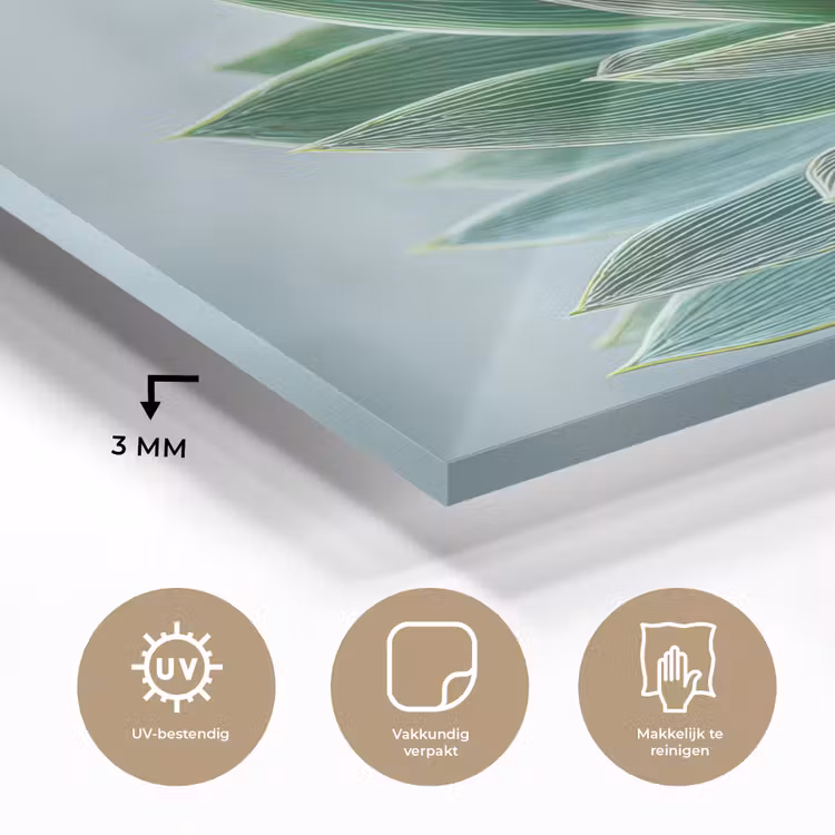 Glas schilderij - Vetplant - Bladeren - Groen - Wazig — 3