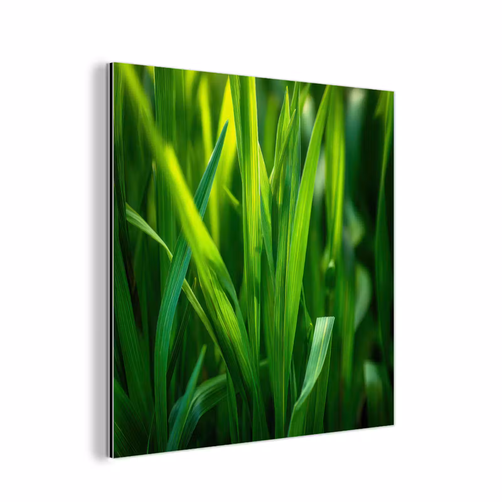 Aluminium schilderij - Grassprieten - Lichtinval - Groen — 1