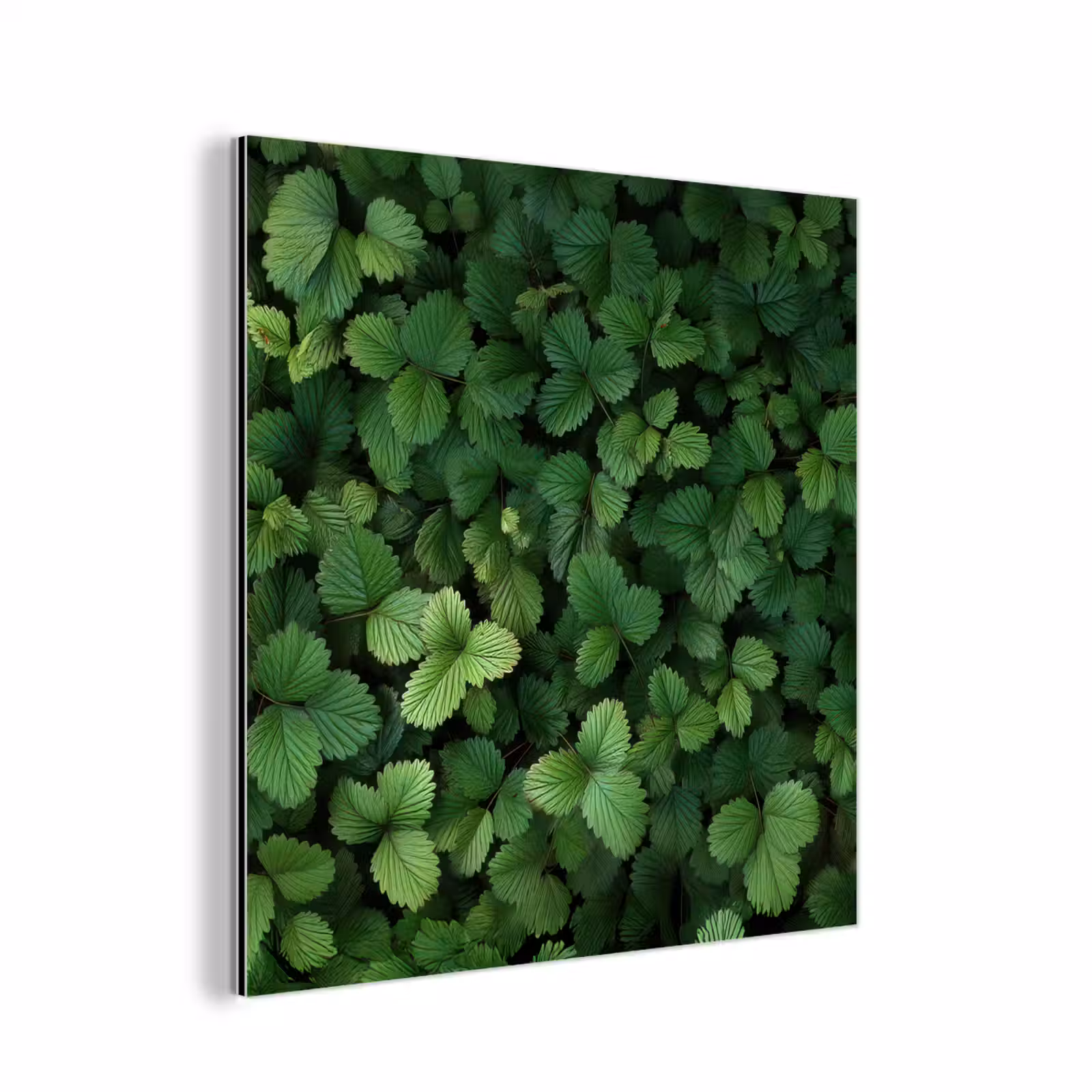 Aluminium schilderij - Groen - Bladeren - Kartel - Zonlicht — 1