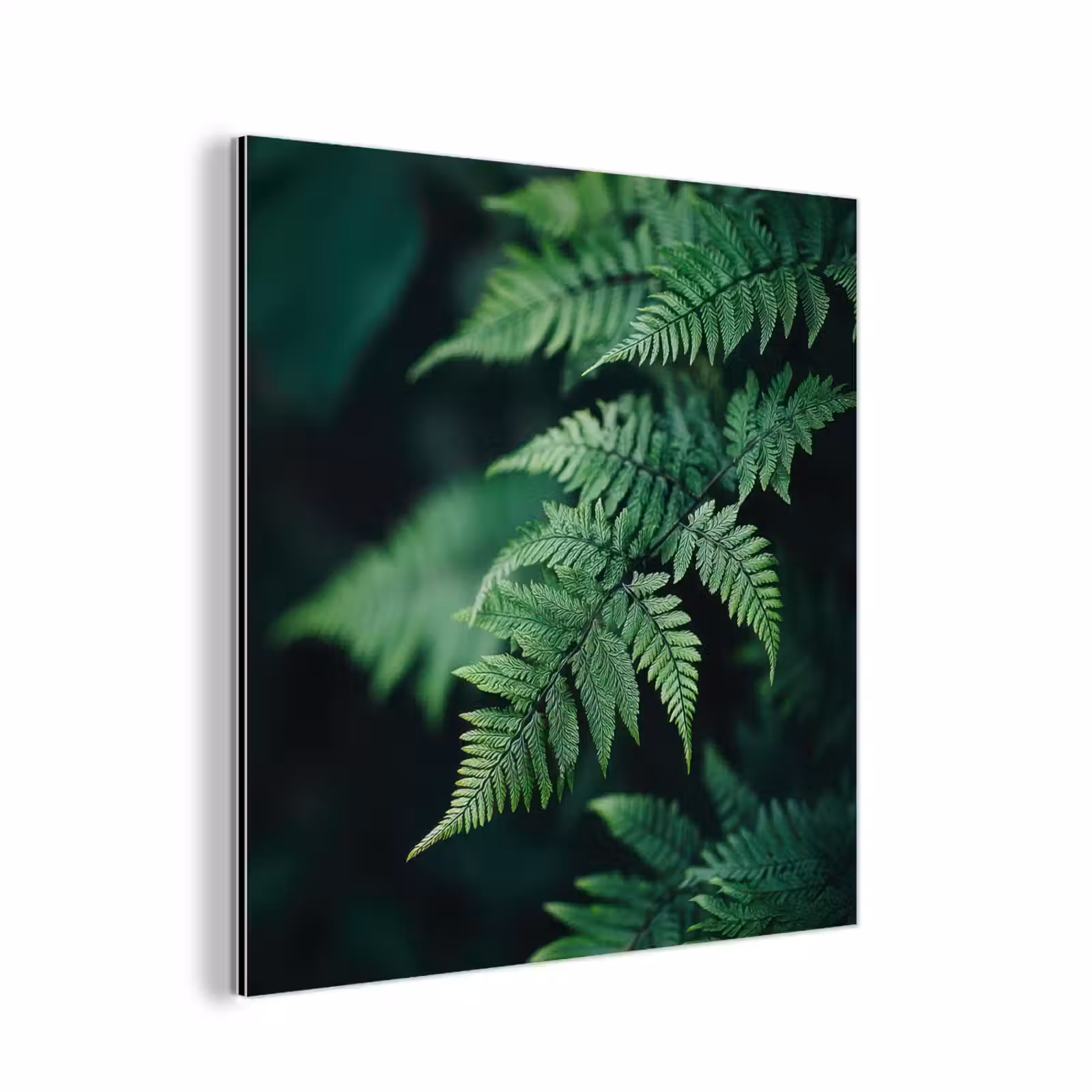 Aluminium schilderij - Varenblad - Groen - Structuur - Wazig — 1