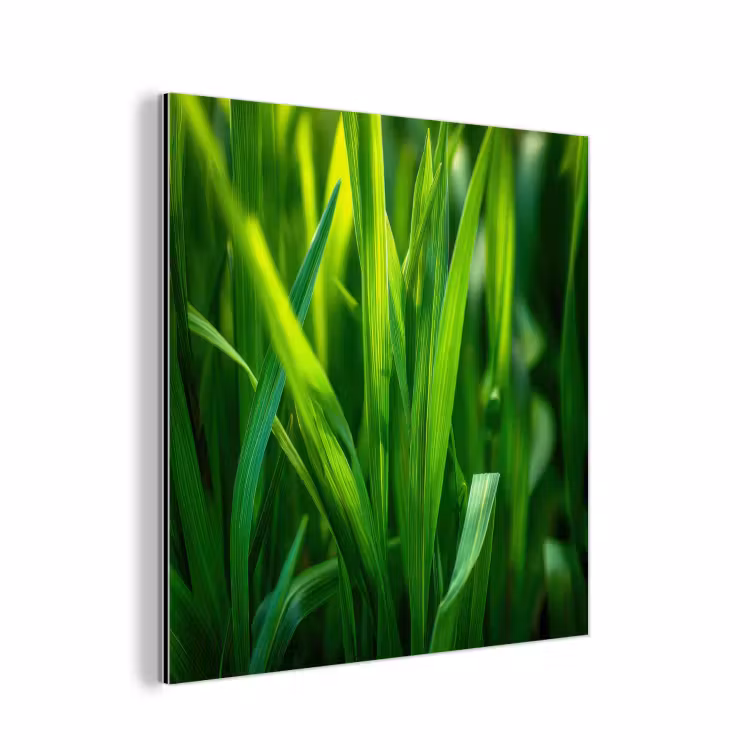 Aluminium schilderij - Grassprieten - Lichtinval - Groen — 1