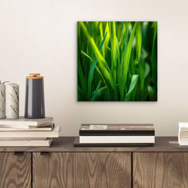 Aluminium schilderij - Grassprieten - Lichtinval - Groen — 2
