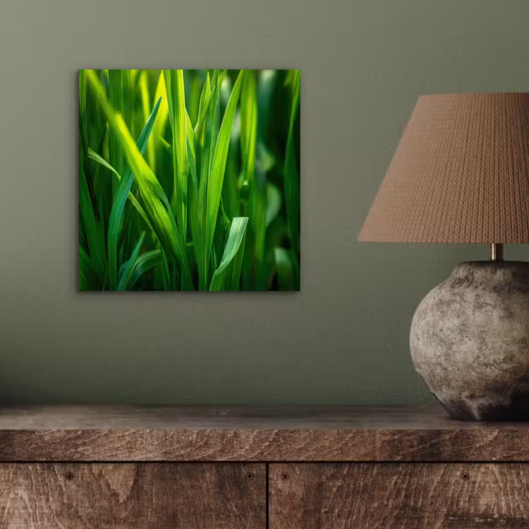Aluminium schilderij - Grassprieten - Lichtinval - Groen — 3
