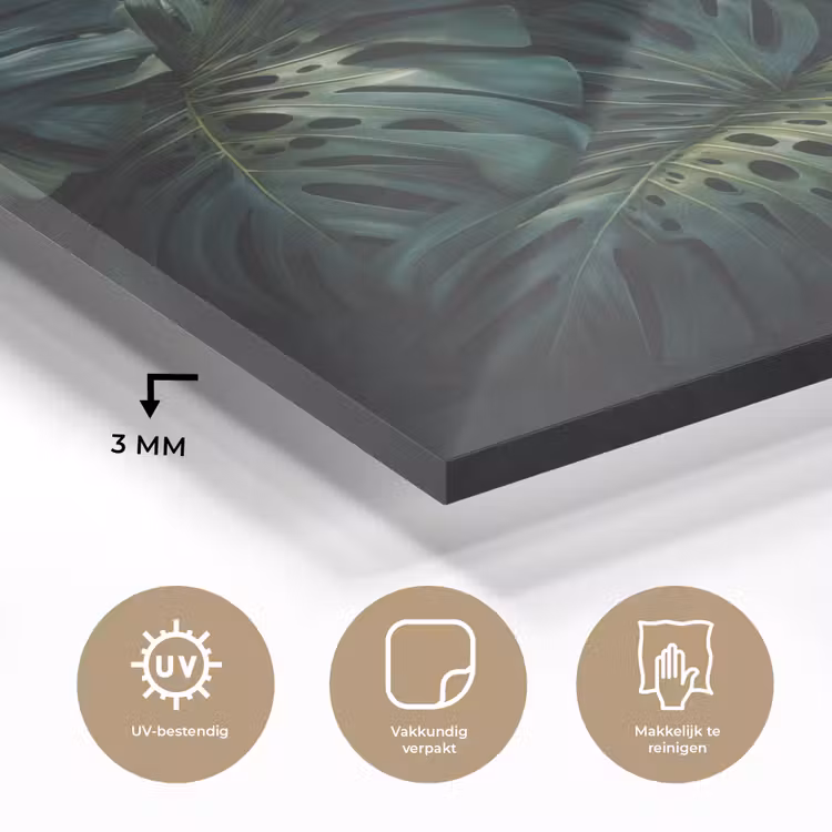 Glas schilderij - Plant - Monstera - Lichtinval — 3