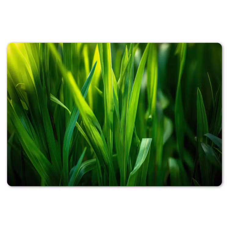 Placemat - 6 stuks - Grassprieten - Lichtinval - Groen — 7