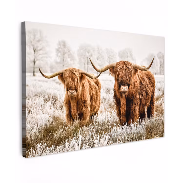 Buiten canvas - Hooglanders in de Winter — 1