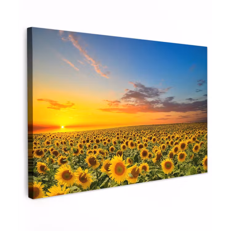 Buiten canvas - Uitgestrekt zonnebloemveld bij zonsondergang — 1