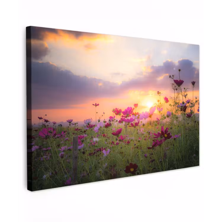 Buiten canvas - Kosmosbloemen bij zonsondergang — 1