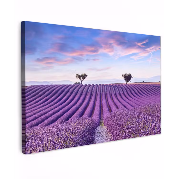 Buiten canvas - Perfecte lavendelrijen bij zonsopgang — 1