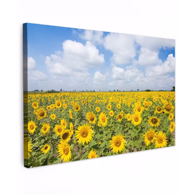 Buiten canvas - Uitgestrekt veld zonnebloemen onder een blauwe hemel — 1
