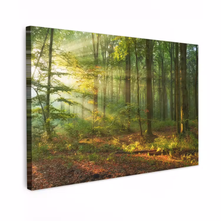 Buiten canvas - Ochtendlicht in het bos — 1