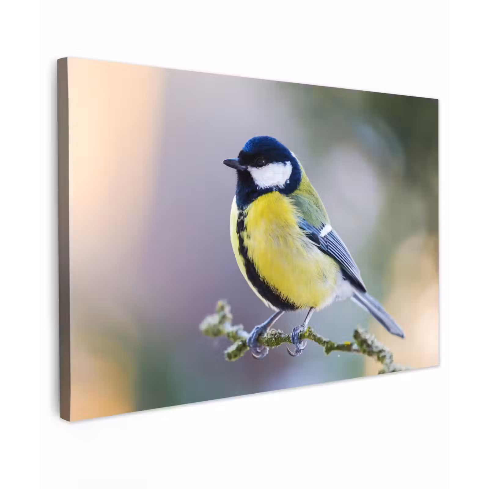 Buiten canvas - Koolmees op een Tak — 1