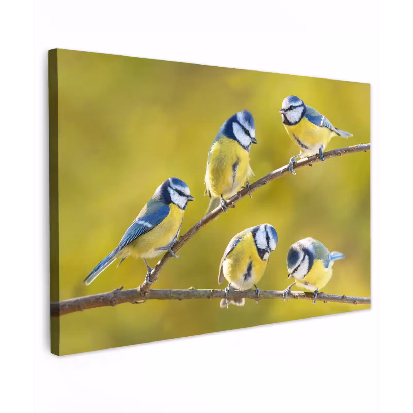 Buiten canvas - Vijf Koolmezen op een Tak — 1