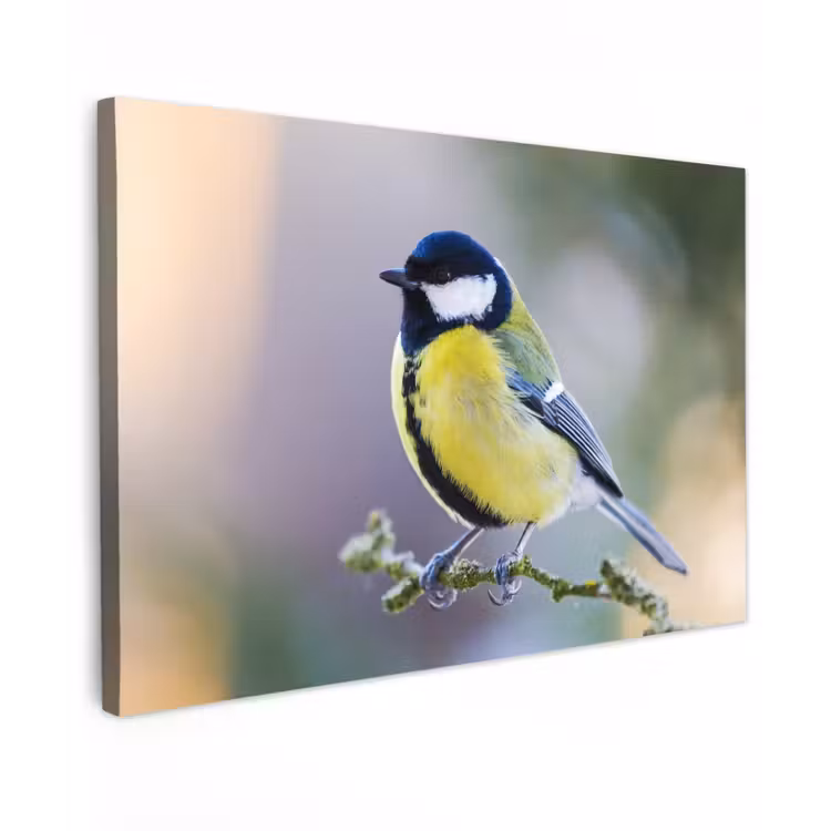 Buiten canvas - Koolmees op een Tak — 1