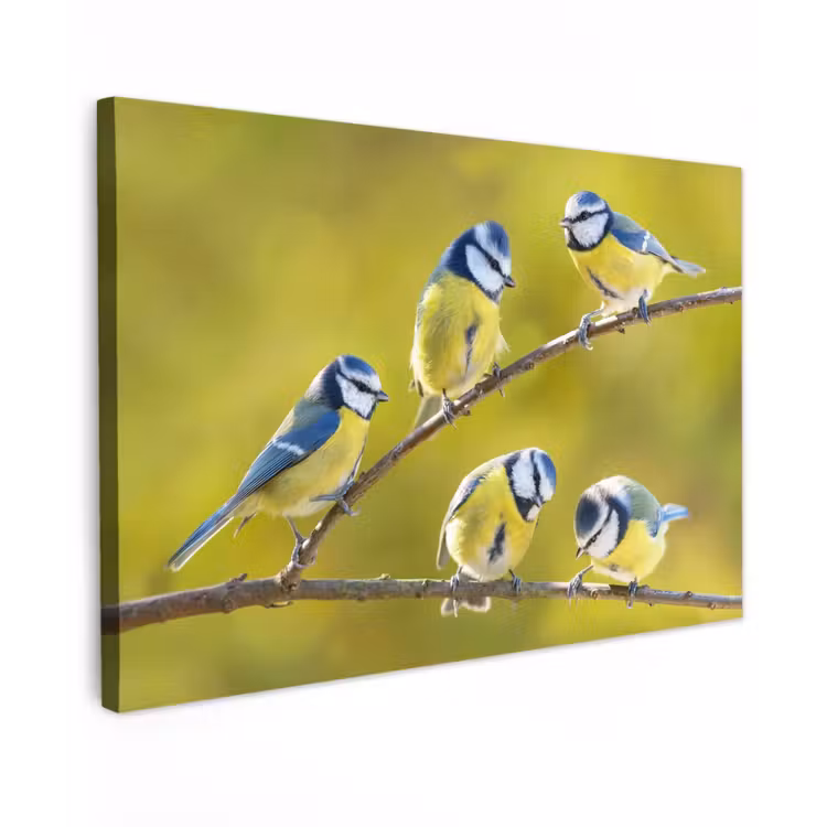 Buiten canvas - Vijf Koolmezen op een Tak — 1